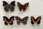 Vlinders voor collectie, 5€/specimen, Verzamelen, Ophalen of Verzenden, Zo goed als nieuw