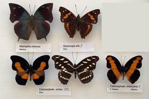Vlinders voor collectie, 5€/specimen, Collections, Collections Animaux, Comme neuf, Enlèvement ou Envoi