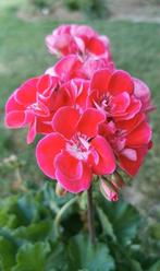 Geranium / pelargonium, Tuin en Terras, Planten | Tuinplanten, Ophalen, Zomer, Halfschaduw