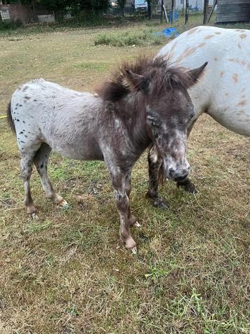 Shetlanders veulens te koop, Vermifugé, Poney A (jusqu'à 1.17 m), 0 à 2 ans, Ne s'applique pas