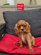 cavalier king charles pups, België, Reu, CDV (hondenziekte), 8 tot 15 weken