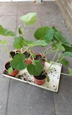 Butternut pompoen plantjes, Tuin en Terras, Planten | Tuinplanten, Ophalen