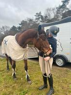 4 jarige spring merrie, Dieren en Toebehoren, Paarden, Merrie, Springpaard, Gechipt, Zadelmak