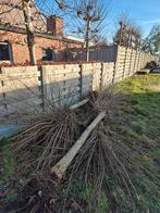 Brandhout / stookhout, Ophalen, Stammen