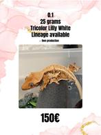 0.1 Lilly White wimpergekko vrouw