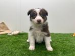 Nestje Australische herder pups, Dieren en Toebehoren, Honden | Herdershonden en Veedrijvers, Parvo, België, 8 tot 15 weken, Meerdere