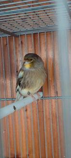 Canaris golster mâle 2025 25€ Liège, Animaux & Accessoires, Enlèvement