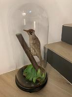 Pic Vert naturalisé sous globe, Enlèvement, Comme neuf