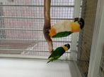 Zwartkop caique, Dieren en Toebehoren, Vogels | Parkieten en Papegaaien, Meerdere dieren, Papegaai, Geringd