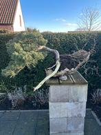 Bonsai juniperus parsoni plus cotoneaster, Tuin en Terras, Overige soorten, Minder dan 100 cm, Zomer, Ophalen