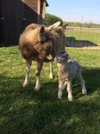 Kudde Toggenburger geiten incl. dekbok te koop, Dieren en Toebehoren, Mei, Vrouwelijk
