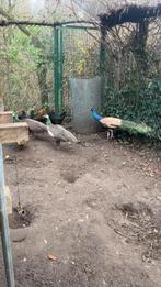 Trio pauwen, Dieren en Toebehoren, Pluimvee