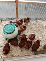 laatste 14 legklare araucana met actie 4+1 gratis, Vrouwelijk, Kip