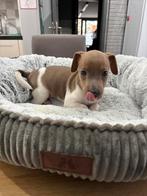 Vrolijke jack russel pups uit geteste ouders, Dieren en Toebehoren, Honden | Jack Russells en Terriërs, België, Fokker | Hobbymatig