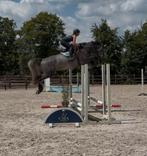 Zeer talentvol jong springpaard, Springpaard, 175 cm of meer, Gechipt, Ruin