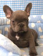 Super leuke Franse Buldog pups !, Dieren en Toebehoren, Honden | Bulldogs, Pinschers en Molossers, 15 weken tot 1 jaar, Reu, Buitenland
