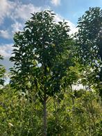 Prunus lusitanica 'Angustifolia' hoogstammen, Ophalen, Leiboom