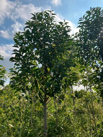 Prunus lusitanica 'Angustifolia' hoogstammen beschikbaar voor biedingen