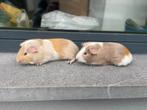 Jonge cavia’s, Dieren en Toebehoren, Knaagdieren, Cavia, Mannelijk, Juli, Tam