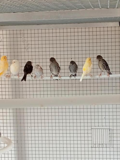 12 Kanaries poppen 23/24, Dieren en Toebehoren, Vogels | Kanaries