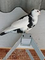 Oosterse meeuw x felegyhazer, Dieren en Toebehoren, Vogels | Duiven, Meerdere dieren, Overige soorten