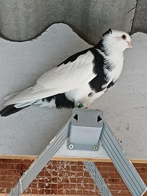 Oosterse meeuw x felegyhazer, Dieren en Toebehoren, Vogels | Duiven, Overige soorten, Meerdere dieren