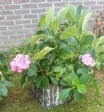Hortentias rose met pot 2st., Ophalen