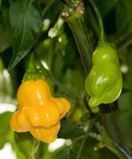 AJI Fantasy Yellow - Graines de poivre, Envoi