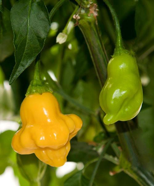 AJI Fantasy Yellow - Peper zaden, Tuin en Terras, Bloembollen en Zaden, Verzenden