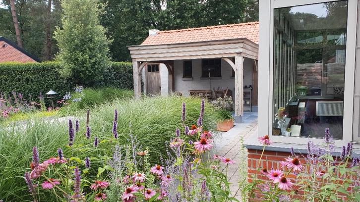 Siergrassen te koop, Jardin & Terrasse, Plantes | Jardin, Plante fixe, Graminées ornementales, Plein soleil, Été, Enlèvement