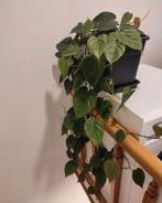 Plante d'intérieur avec pot noir, Huis en Inrichting, Kamerplanten, Ophalen