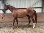 4 jarige merrie uit top moederlijn!, Dieren en Toebehoren, Paarden, Merrie, Springpaard, Gechipt, 3 tot 6 jaar