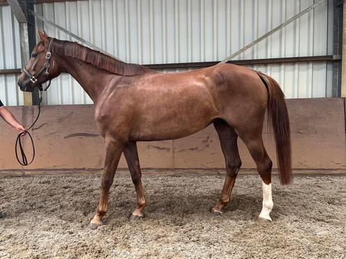 4 jarige merrie uit top moederlijn!, Dieren en Toebehoren, Paarden, Merrie, Onbeleerd, 165 tot 170 cm, 3 tot 6 jaar, Springpaard