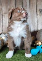 Australische herder pup / Aussie / Australian Shepherd pups, Dieren en Toebehoren, België, 8 tot 15 weken, CDV (hondenziekte)
