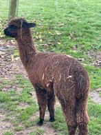 Alpaca merrie veulens, Dieren en Toebehoren, Overige Dieren