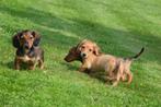 Teckel pups dwerg langhaar 2 zusjes beschikbaar, Dieren en Toebehoren, Honden | Teckels en Dashonden, België, 8 tot 15 weken, Teef