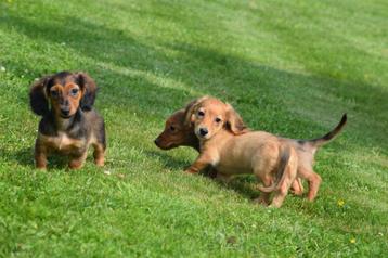 Teckel pups dwerg langhaar 2 zusjes beschikbaar beschikbaar voor biedingen