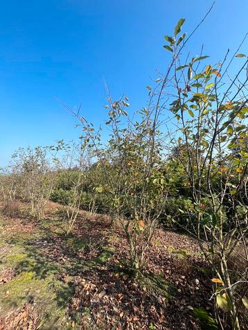 Krentenboom Amelanchier Lamarckii Meerstammige bomen beschikbaar voor biedingen