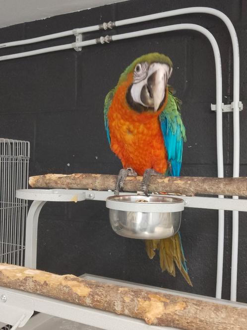 Tamme baby Harlekijn Ara's met DNA en getest op alle ziektes, Dieren en Toebehoren, Vogels | Parkieten en Papegaaien, Papegaai