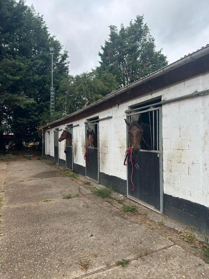 Paarden stalling, Dieren en Toebehoren, Stalling en Weidegang, Stalling