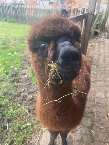 Alpaca merrie te koop beschikbaar voor biedingen