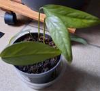 Kneus epipremnum cebu blue, Huis en Inrichting, Kamerplanten, Ophalen, Overige soorten, Halfschaduw, In pot