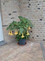 Brugmansia Engelentrompet  geel 25 cm hoog, Zomer, Vaste plant, Ophalen of Verzenden, Overige soorten