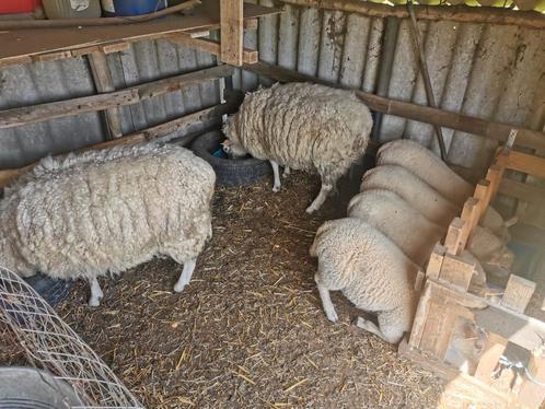 Jeune mouton né février/mars 2025, Dieren en Toebehoren, Schapen, Geiten en Varkens, Schaap, Vrouwelijk, 0 tot 2 jaar