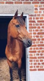 spring-/recreatiepaard te koop, Dieren en Toebehoren, Paarden, Recreatiepaard, 11 jaar of ouder, Merrie, Gechipt