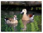 siereenden, Dieren en Toebehoren
