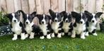 Cardigan Welsh Corgi pour chiots belges, Parvovirose, Plusieurs, Belgique, 8 à 15 semaines