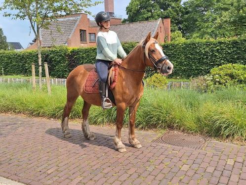 Superlieve pony ideaal voor buitenrijden of coaching, Dieren en Toebehoren, Pony's, Merrie