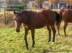 Quarter, Dieren en Toebehoren, Paarden, Ruin, Westernpaard