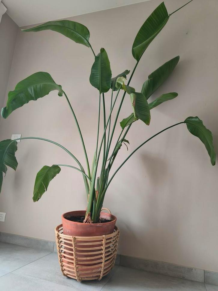 🌿Strelitzia Nicolai - 210 cm hauteur - incl pot, Maison & Meubles, Plantes d'intérieur, Autres espèces, 200 cm ou plus, Plante verte